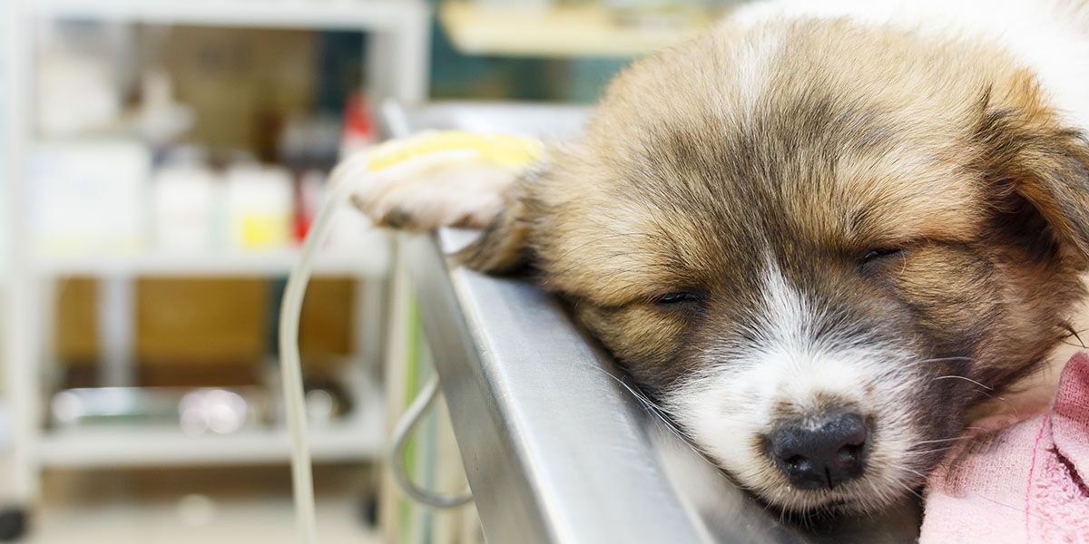 A small, fluffy puppy with closed eyes rests on a metal surface, appearing calm and relaxed.