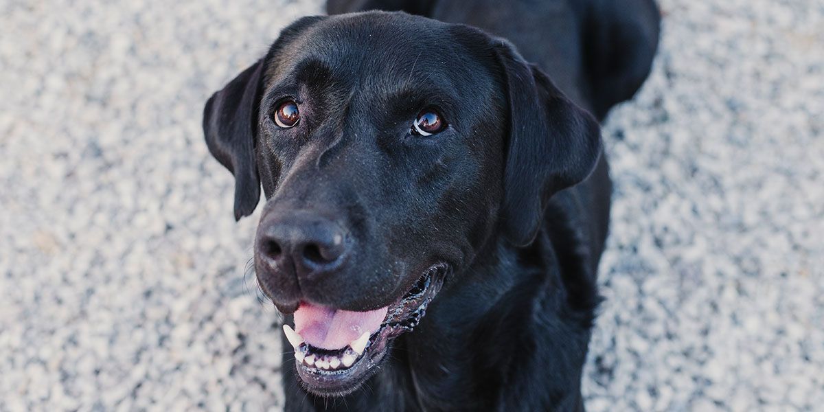 Black Labrador Retriever looking up with an open mouth and bright eyes.
