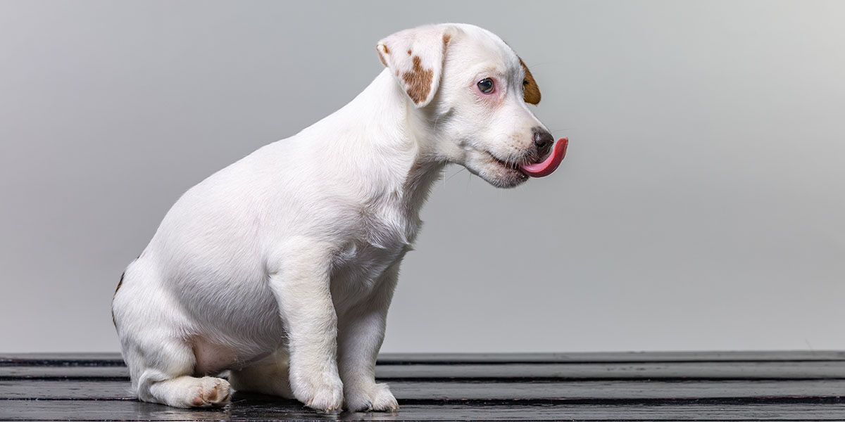 A small white puppy with brown spots sits and licks its nose on a dark floor.