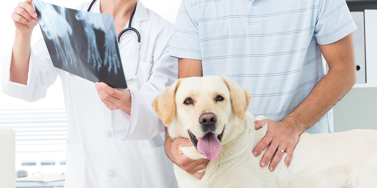 A veterinarian shows an X-ray to a person holding a happy Labrador Retriever.