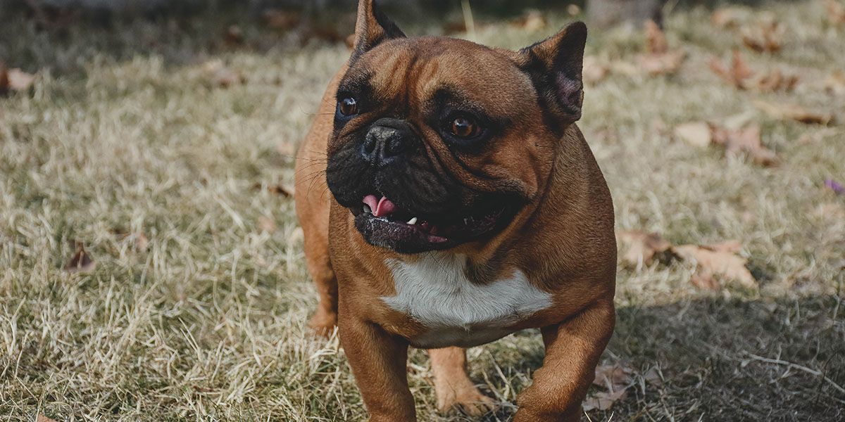 A brown French Bulldog with a white chest stands on dry grass, tongues out, surrounded by fallen leaves.