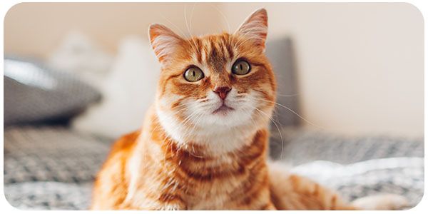 A ginger tabby cat with green eyes lying on a bed, looking directly at the camera.