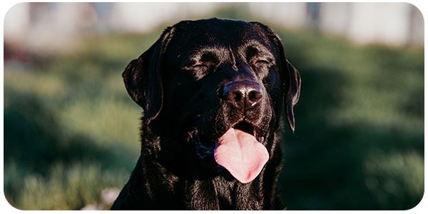Black Labrador with eyes closed and tongue out, sitting on grass.