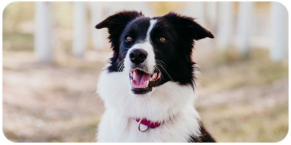 A black and white dog with a fluffy coat and a red collar looks up with its mouth open in an outdoor setting.