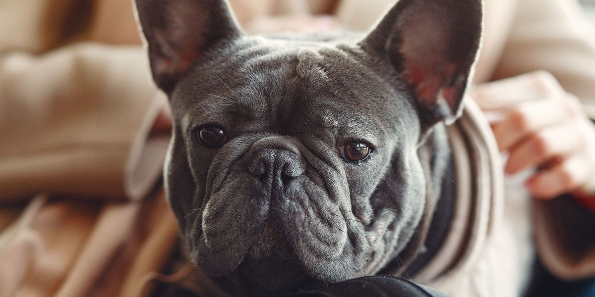 A gray French bulldog with large ears looks forward with a gentle expression.