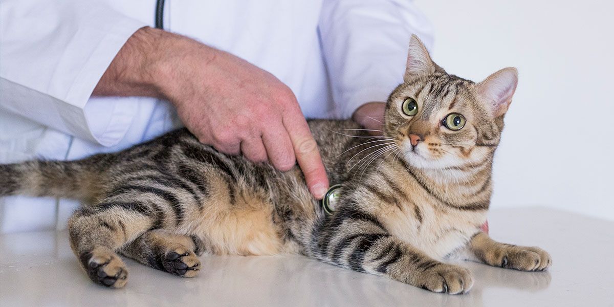 A veterinarian examines a tabby cat with a stethoscope, the cat lying calmly on a table.