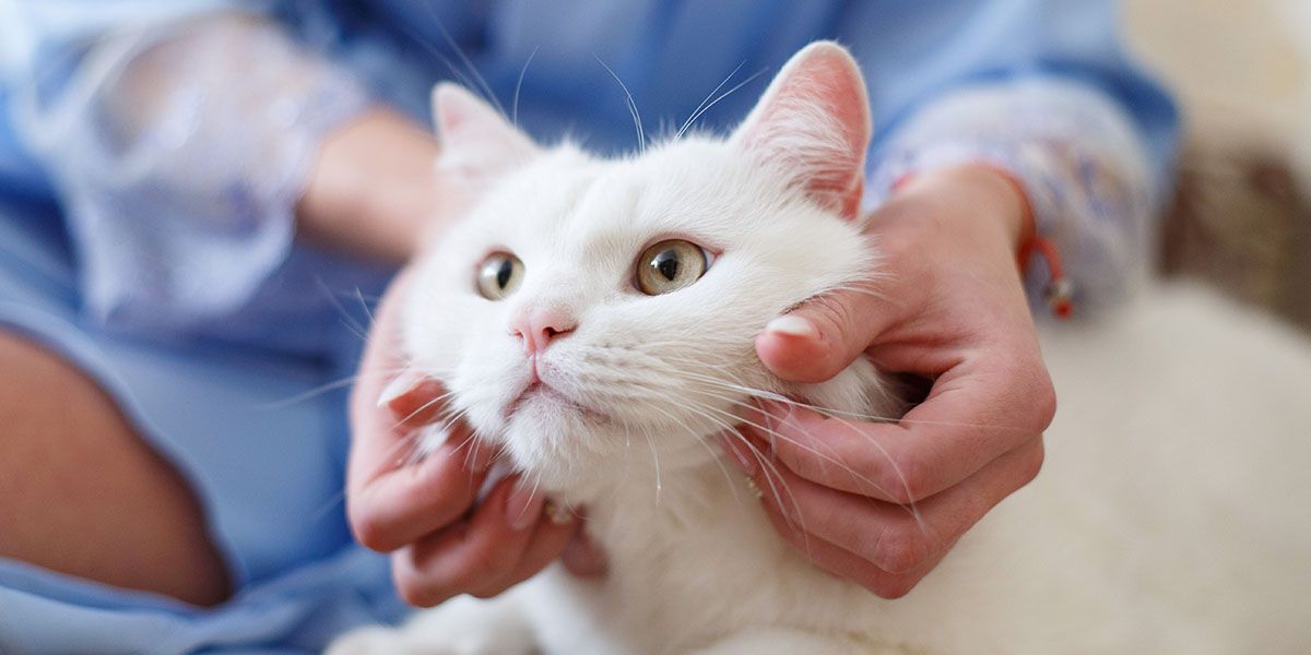 White cat being gently petted under the chin by a person's hands.