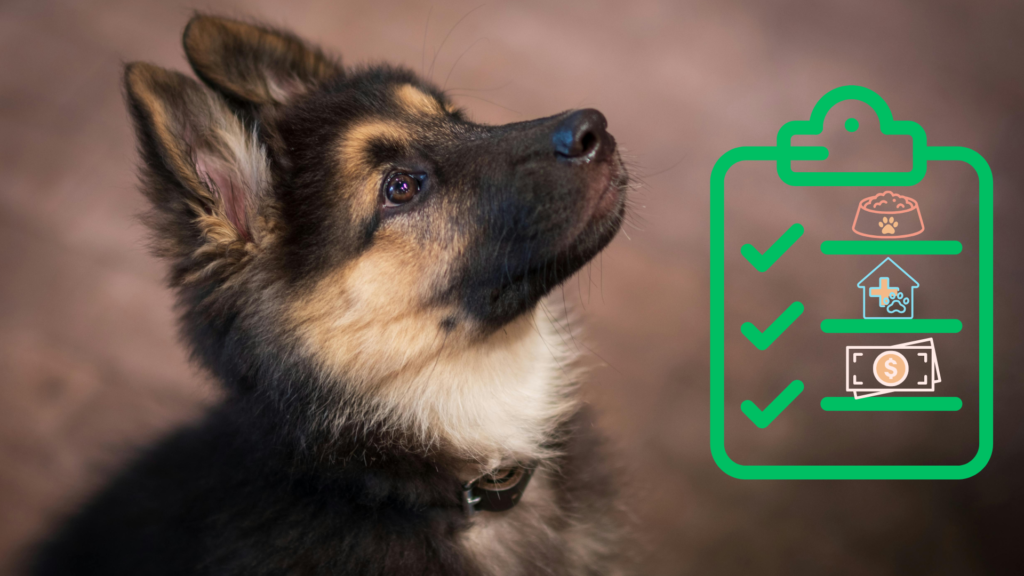 New puppy with a care checklist for new pet owners at Madera Veterinary Hospital in Tucson