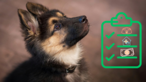 New puppy with a care checklist for new pet owners at Madera Veterinary Hospital in Tucson