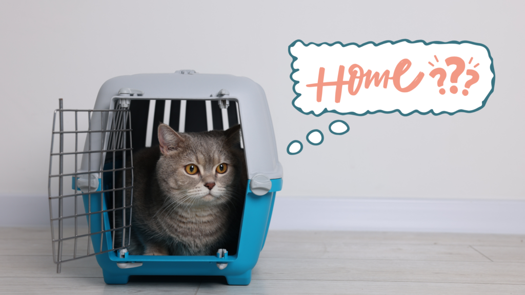New cat sitting in a carrier before settling into a home in Tucson, AZ